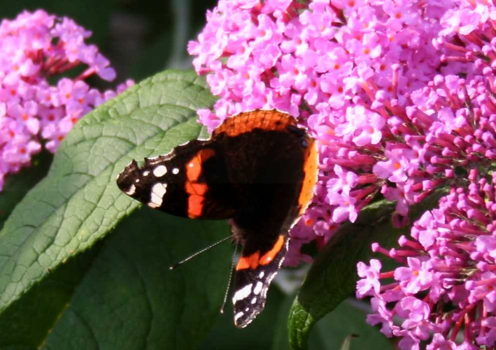 Schmetterling Schmetterling